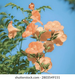 Low angle view of beautiful orange trumpet vine flowers blooming against a clear blue sky