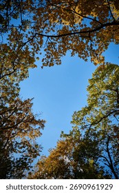 A low angle view of beautiful trees under the blue sky