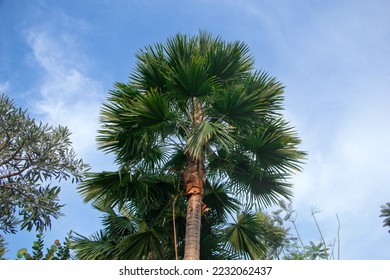 Low angle view of big saribus rotundifolius or palm tree in the garden with blue sky background