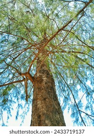 Low angle view of big tree 
