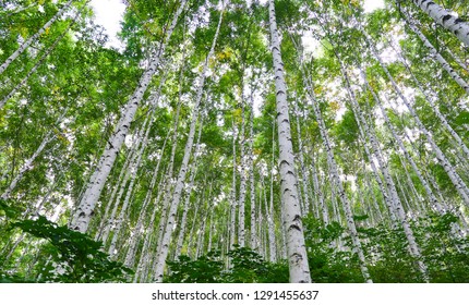 A Low Angle View Of Birch Trees In The Forest In The Summer, Inje-gun South Korea
