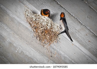 Low angle view of bird nest at the corner of wall and cieling