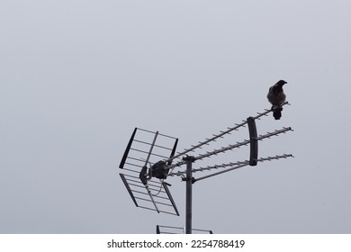 Low angle view of bird perching on antenna against clear sky - Shutterstock ID 2254788419