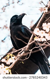 Low angle view of a black crow perched on a cherry blossom branch against a bright sky, Japan spring scenery.