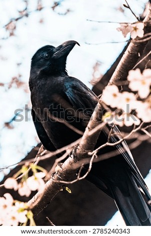 Low angle view of a black crow perched on a cherry blossom branch against a bright sky, Japan spring scenery.