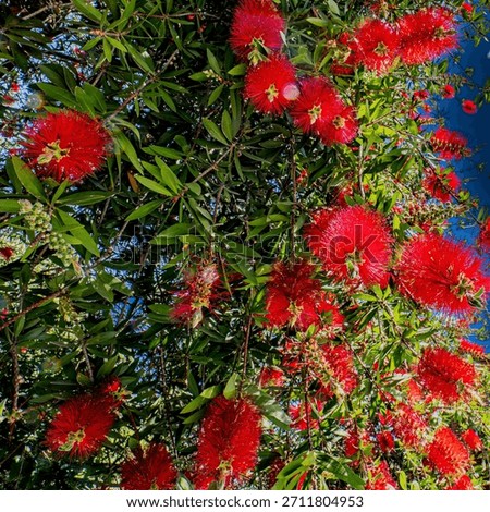 Low angle view of a blooming Callistemon tree with bright red Bottlebrush flowers and green leaves contrasting against a deep blue sky.