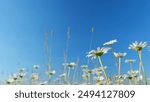 Low angle view. Blooming chamomile in a green field in a spring meadow. White petals with a yellow center.