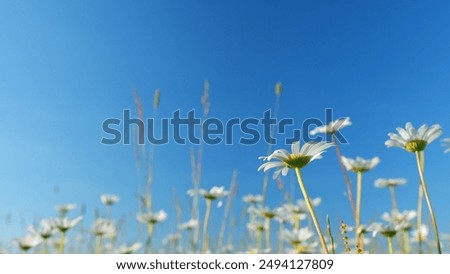 Low angle view. Blooming chamomile in a green field in a spring meadow. White petals with a yellow center.
