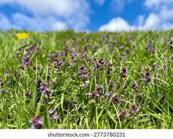 Low angle view of blooming Lamium purpureum (red dead-nettle) scattered across fresh green grass under blue sky with clouds. Spring meadow scene with shallow depth and natural light.