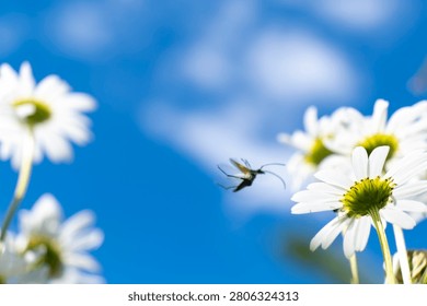 Low angle view of blooming oxeye daisies against a bright blue summer sky with a flying insect creating a sense of movement and summer atmosphere.