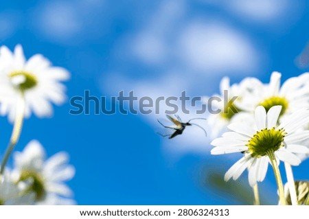 Low angle view of blooming oxeye daisies against a bright blue summer sky with a flying insect creating a sense of movement and summer atmosphere.
