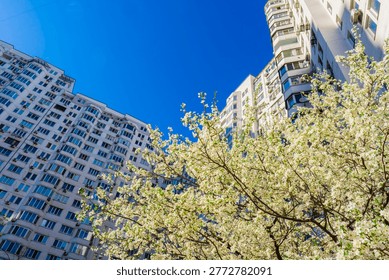 Low angle view of a blossoming fruit tree with white flowers in a modern urban residential district. The image showcases the contrast between delicate spring nature and contemporary high-rise architecture under a bright blue sky. This composition symbolizes spring in the city and urban ecology