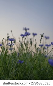 Low angle view of blue cornflower silhouetted against a beautiful pastel sunset sky in a wild meadow.