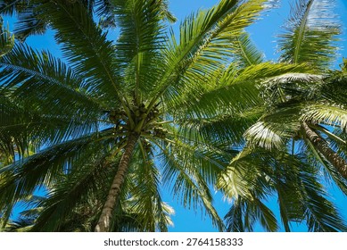 LOW ANGLE VIEW, BOTTOM UP: Looking up into palm canopy with sunlit fronds spreading across blue sky. Vivid island nature with lush foliage, ripe coconuts and relaxing atmosphere of a tropical paradise