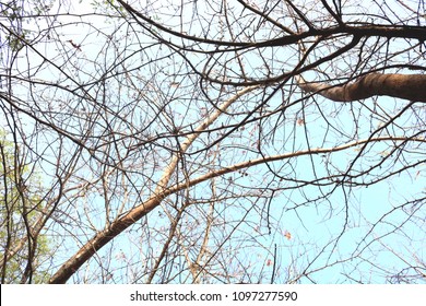 low angle view of branches against sky