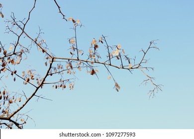 low angle view of branches against sky