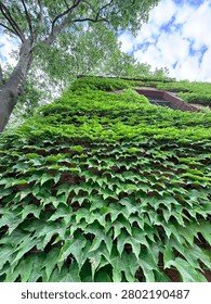 Low angle view of a brick building facade completely covered in thick green ivy leaves.