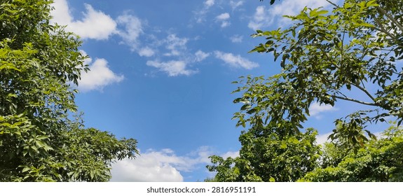 Low Angle View of Bright Blue Sky With White Clouds Framed by Lush Green Tree Branches. 
Beautiful low angle view of a vibrant blue sky with fluffy white clouds framed by lush green tropical trees on a sunny day. Fresh natural background concept for environment, ecology, summer, freedom, and tranquility. Looking up through the forest canopy to the clear sky.