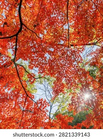 Low angle view of bright red autumn leaves against a clear blue sky.