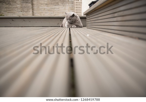 Low Angle View British Shorthair Cat Stock Photo Edit Now 1268459788