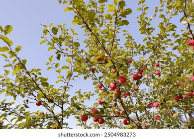 Low angle view of bunch of red apples on a branch ready to be harvested. Harvesting time.organic plantation of apple fruit trees in september, elstar, jonagold, ripe apples, agriculture.