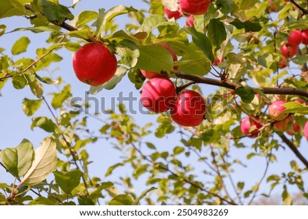 Low angle view of bunch of red apples on a branch ready to be harvested. Harvesting time.organic plantation of apple fruit trees in september, elstar, jonagold, ripe apples, agriculture.