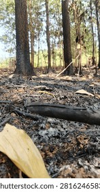 Low angle view of burnt ash ground and charred tree trunks after forest fire or land clearing