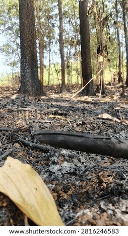 Low angle view of burnt ash ground and charred tree trunks after forest fire or land clearing