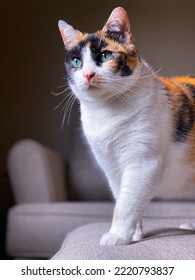 Low Angle View Of A Calico Cat Standing On A Couch