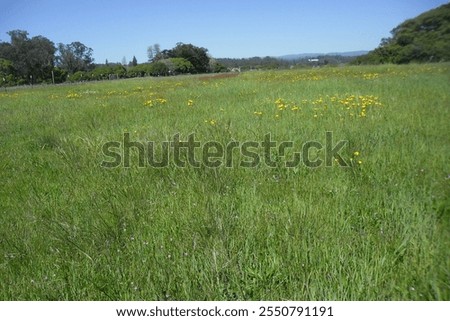 Similar – Foto Bild Wild wachsender Mohn auf einem Feld