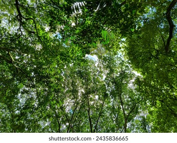 Low angle view captures the green tropical forest by day, with sunlight filtering through the towering treetops, showcasing the lush, vibrant canopy overhead, tall trees, fresh calm wallpaper