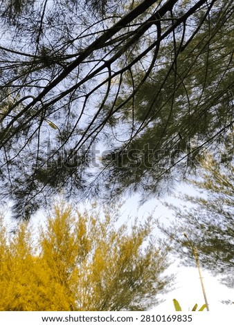  Low angle view of casuarina pine tree branches against a clear blue sky during afternoon daylight