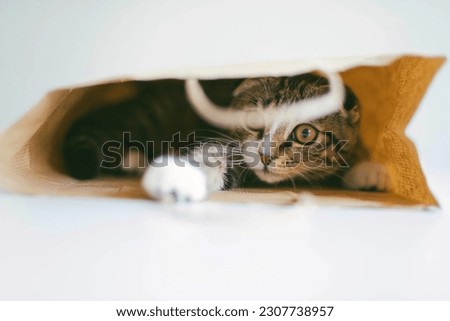 Low angle view of cat looking away while sitting on white backgr