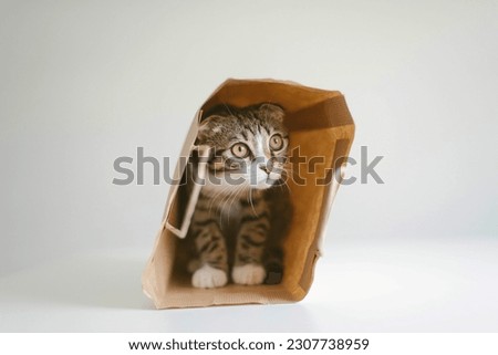 Low angle view of cat looking away while sitting on white backgr