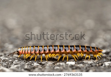 Low Angle View Of Centipede Walking Across Pavement In Shenandoah National Park