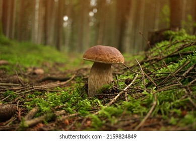 Low angle view of a Cep or Boletus Mushroom growing on lush green moss in a forest. Boletus edulis, known as the Cep, Porcino or Penny-bun Bolete - Powered by Shutterstock