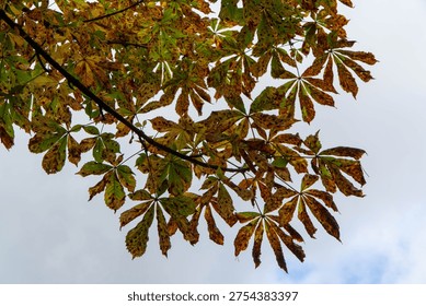 Low angle view chestnut tree branch featuring yellow brown wilted leaves with dark spots showing seasonal change autumn foliage transition against overcast grey sky background nature landscape park.