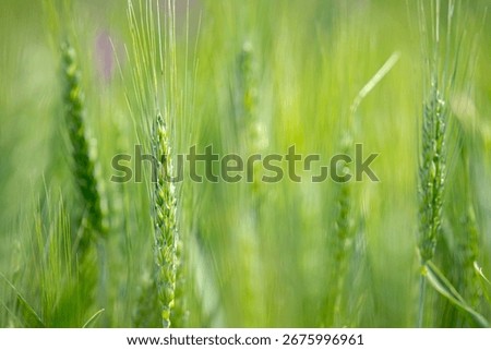Low angle view, close up, on young green ears, spikelet of wheat, cereal at spring