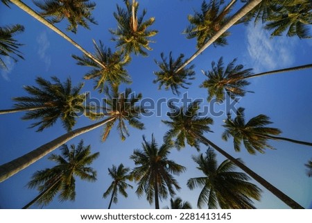 Low angle view of coconut palm tree against cloud and blue sky, Koh Yao, Thailand