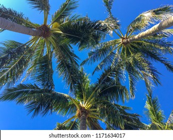 Low angle view of coconut tree with blue sky background, green coconut leaf with blue sky background at Koh Samui.