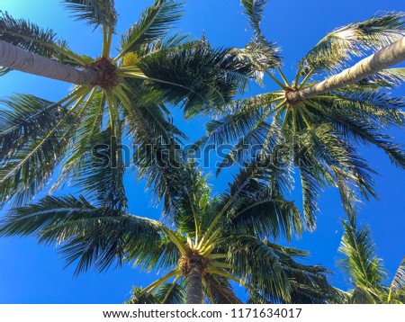 Low angle view of coconut tree with blue sky background, green coconut leaf with blue sky background at Koh Samui.