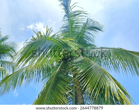 low angle view of coconut tree (Cocos nucifera) against the sky in the countryside