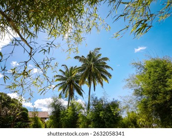low angle view of coconut trees against blue sky