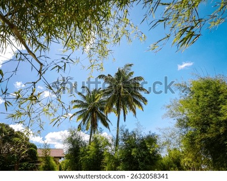 low angle view of coconut trees against blue sky