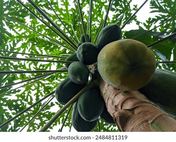 Low angle view of coconuts on tree - Powered by Shutterstock