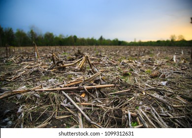 Low Angle View  Of A Corn Field Left Fallow For For Crop Rotation And Soil Improvement. Cut And Fallen Stalks, Remnants Of Last Year’s Harvest, Scattered Throughout. Blurred Trees And Sky In Distance.