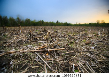 Low angle view  of a corn field left fallow for for crop rotation and soil improvement. Cut and fallen stalks, remnants of last year’s harvest, scattered throughout. Blurred trees and sky in distance.
