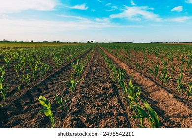 Low angle view of corn seedlings plantation field, selective focus