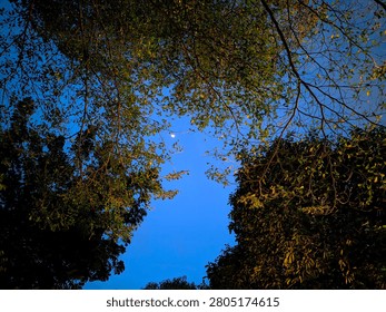 Low angle view of the crescent moon seen through the branches and silhouettes of trees during a blue hour twilight sky