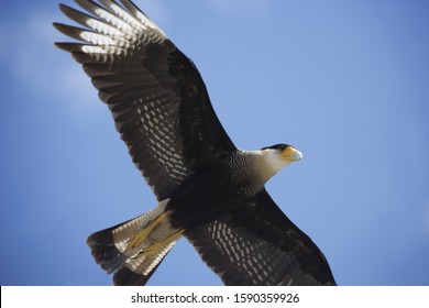 Low angle view of Crested Caracara in flight Arkivfotografi